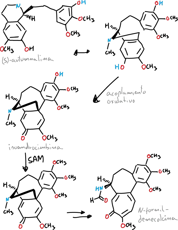 Colchicine biosynthesis AKHMKGGTNLKSZ-INIZCTEOSA-N