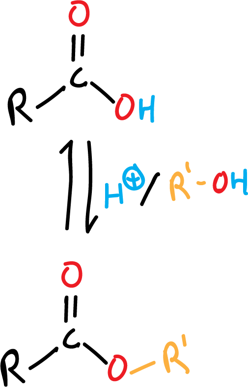 Reactions of Carboxylic Acids and Derivatives: Ester formation from carboxylic acid (Fischer esterification)