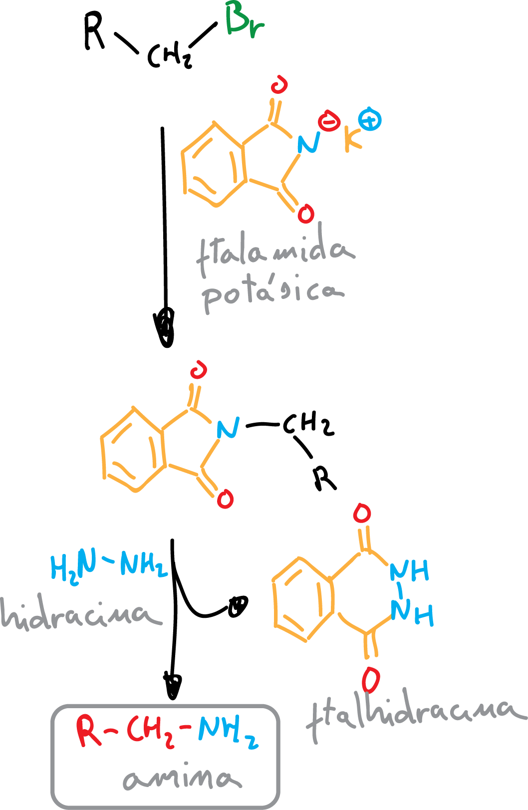 Reactions of Aliphatic Amines: gabriel synthesis; potassium phthalimide potassium phthalhydrazide