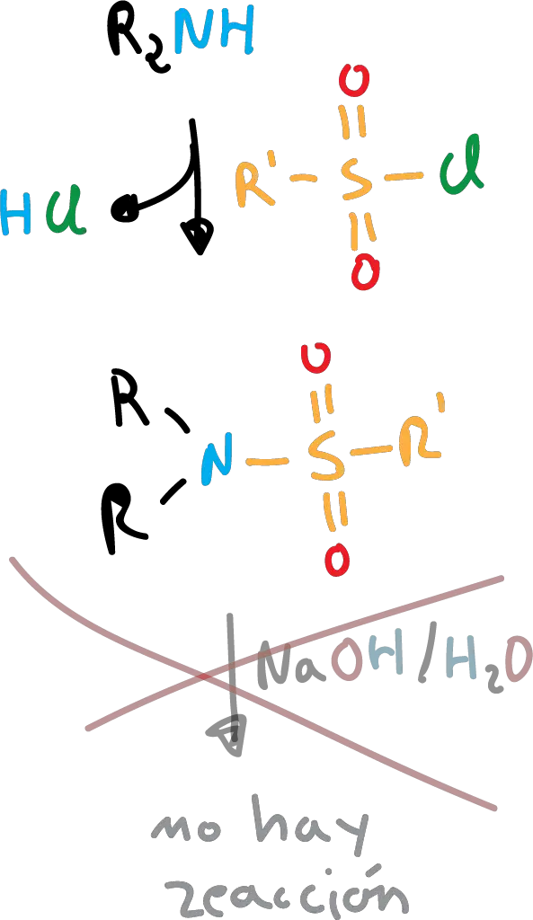 Reactions of Aliphatic Amines: tertiary amines do not react with sulfonamides