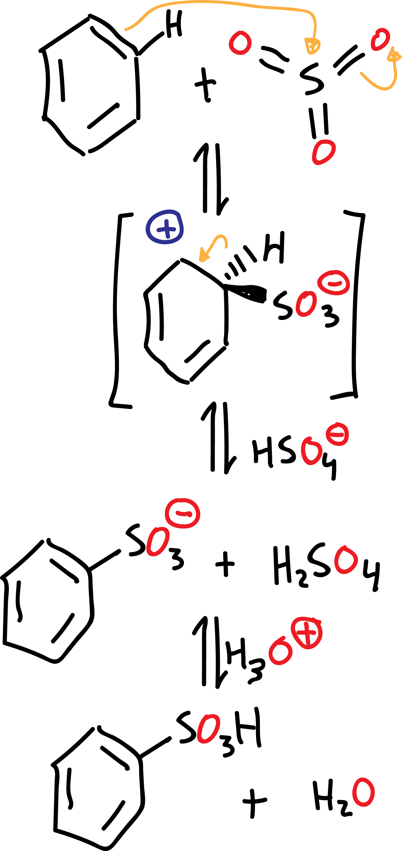 Aromatic Substitution Reactions in Benzene and Derivatives: reaction mechanism benzene sulphonation