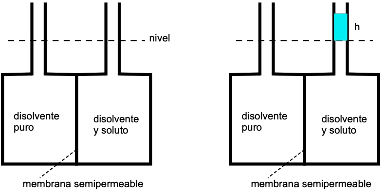 solutions osmotic pressure solvent solvent pure solute semipermeable membrane height level