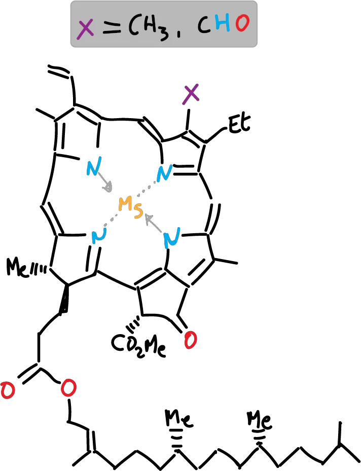 Chlorophyll a b structure