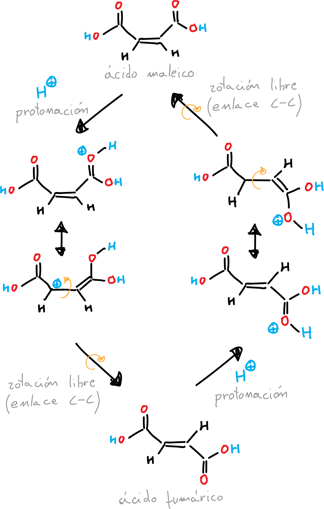 Isomerization maleic acid (cis) fumaric acid (trans)