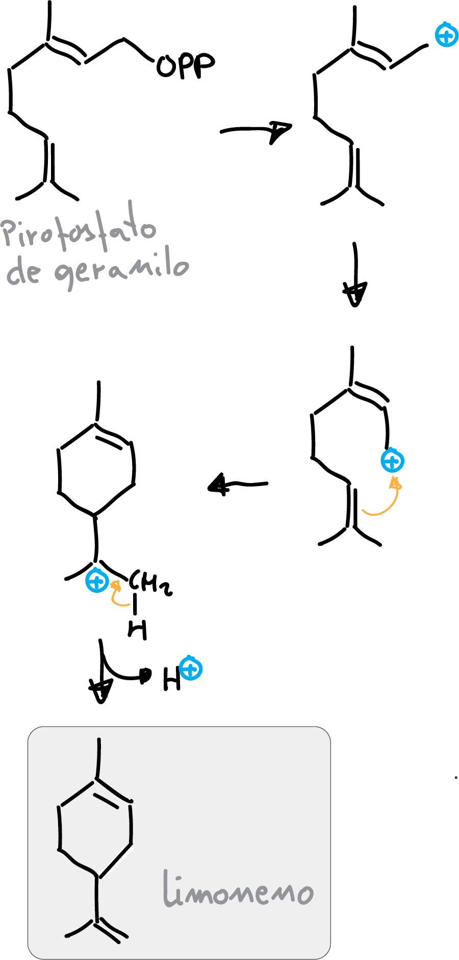 biosynthesis limonene geranyl pyrophosphate