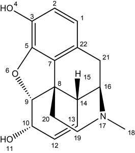 morphine molecule draw