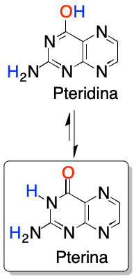 heterocyclic ring exists in a keto-enolic tautomerism pteridine pterine