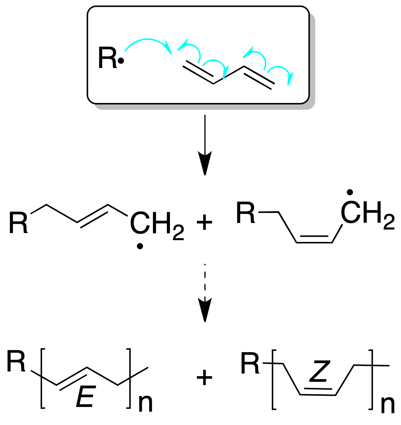 Diene and Conjugated Diene Reactions: Polymerization of dienes