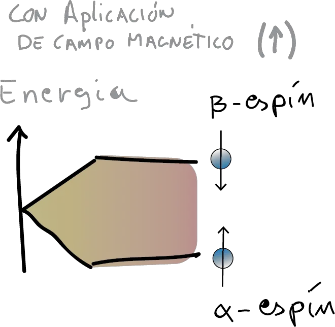 NMR atoms with disordered nuclear spin (alpha and beta) with application of magnetic field