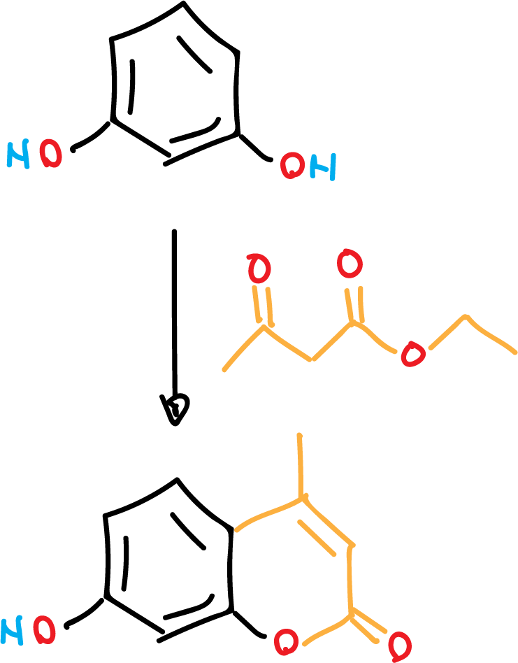 synthesis of the fluorescent compound 7-hydroxy-4-methyl-coumarin ethyl acetoacetate resorcinol