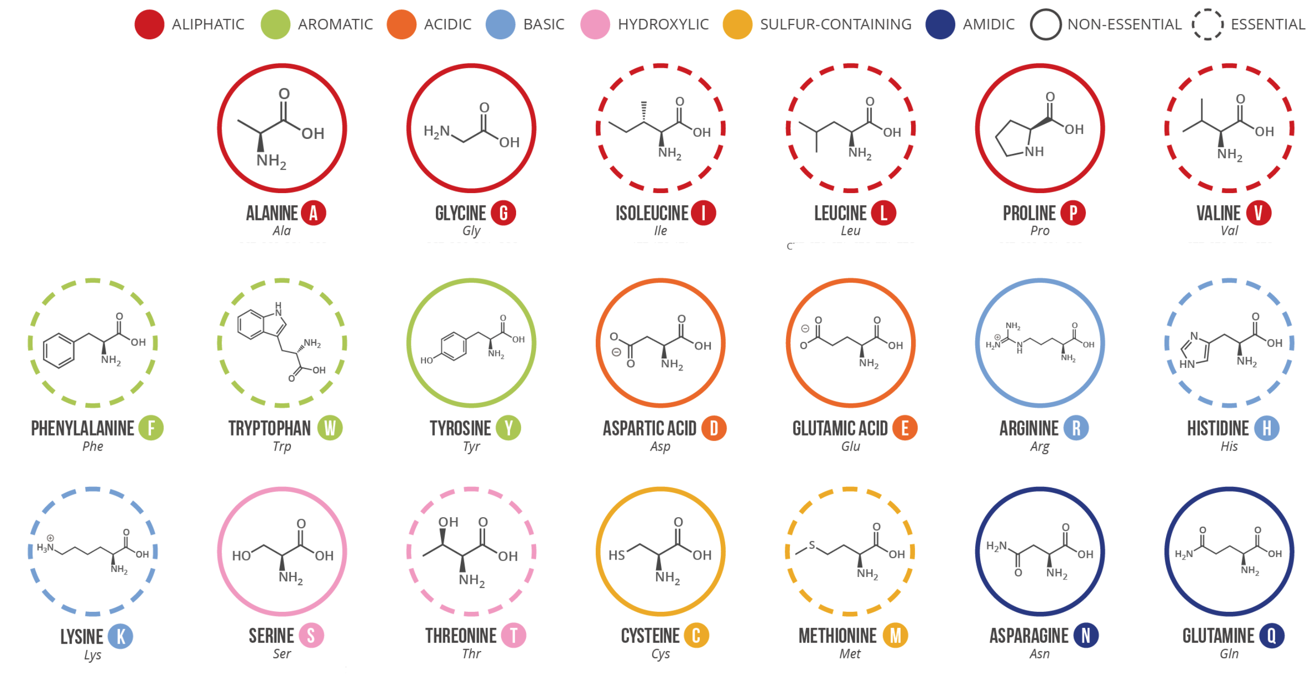 Twenty common amino acids - 20 common amino acids