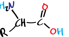 aminoacid structure